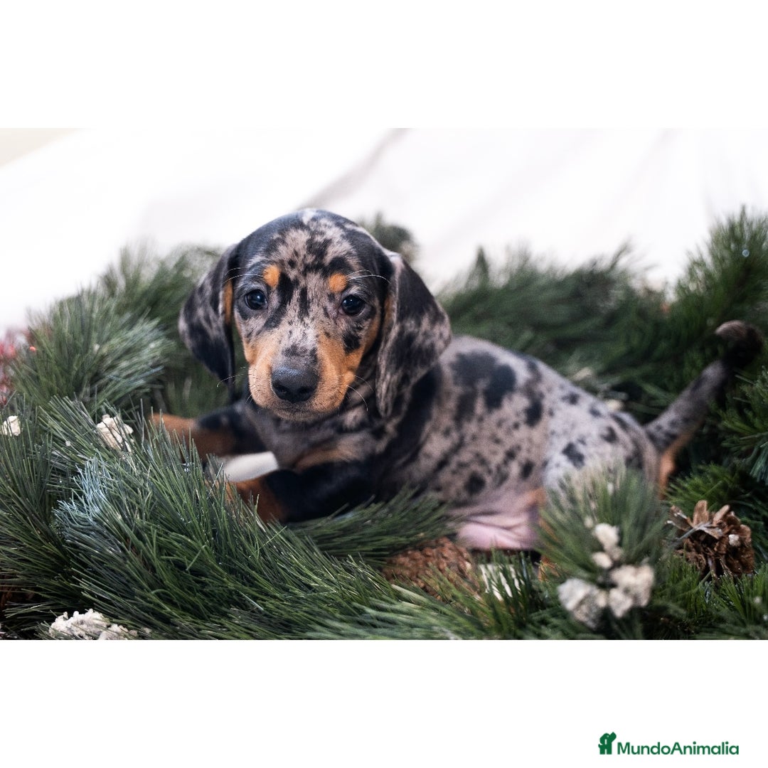 Teckel Miniatura perros en venta: Camada de Teckel miniatura 💙 - Anuncio 17