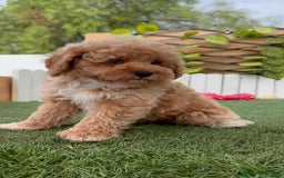 Raza Mixta perros en venta: CANICHE MACHO - Imagen 17