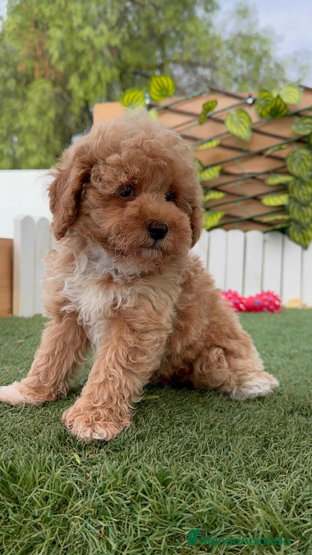 Raza Mixta perros en venta: CANICHE MACHO - Imagen 17