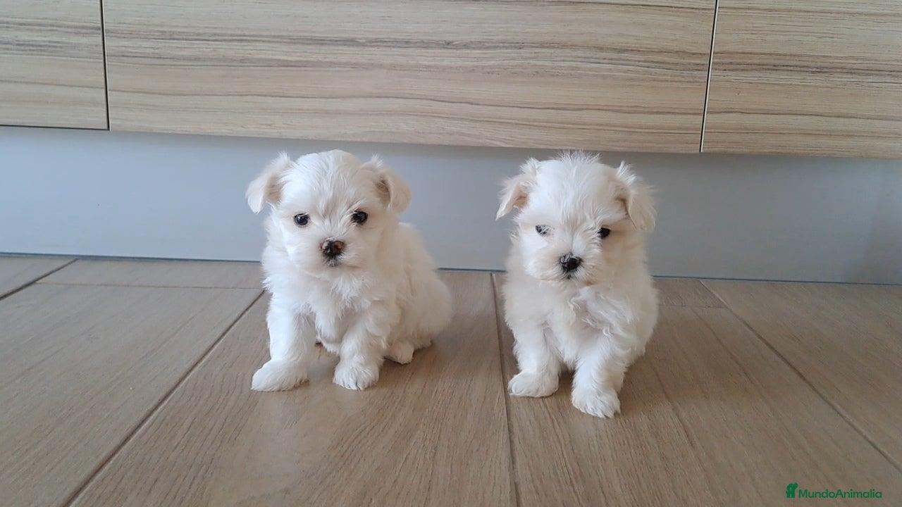 Bichón Maltés perros Cachorritos de Bichon Maltes  - Anuncio 8