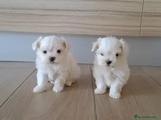 Bichón Maltés perros Cachorritos de Bichon Maltes - Anuncio 8
