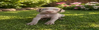 Weimaraner 3