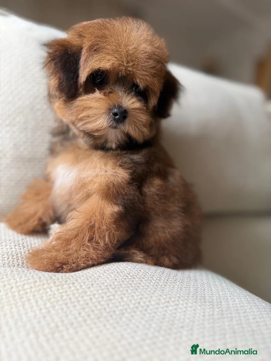 Maltipoo perros en venta: Maltipoo Hembra Toy, fotos actuales !!! - Anuncio 3