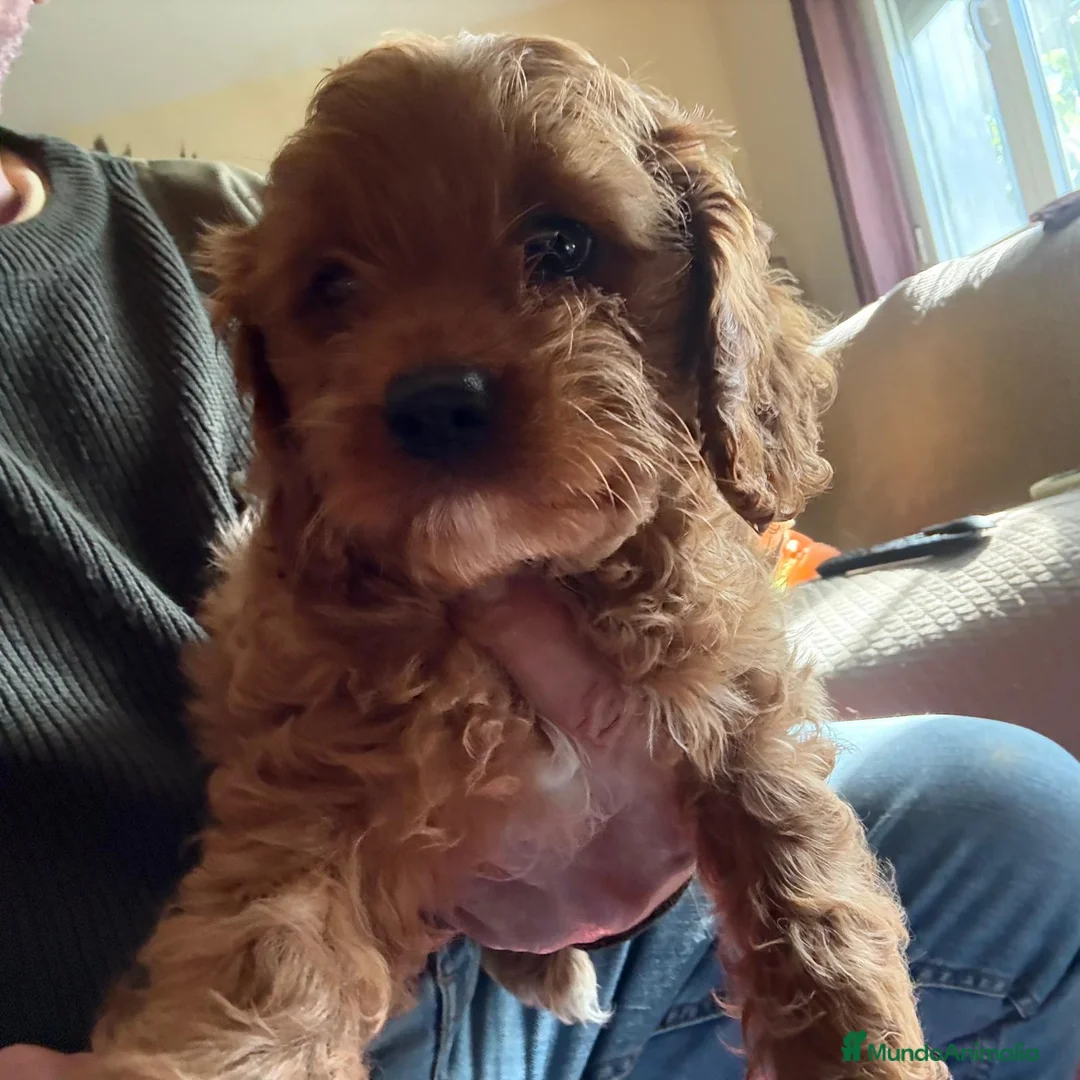 Cavapoo perros en venta: Camada cachorros raza Cavapoo en Granada - Anuncio 8