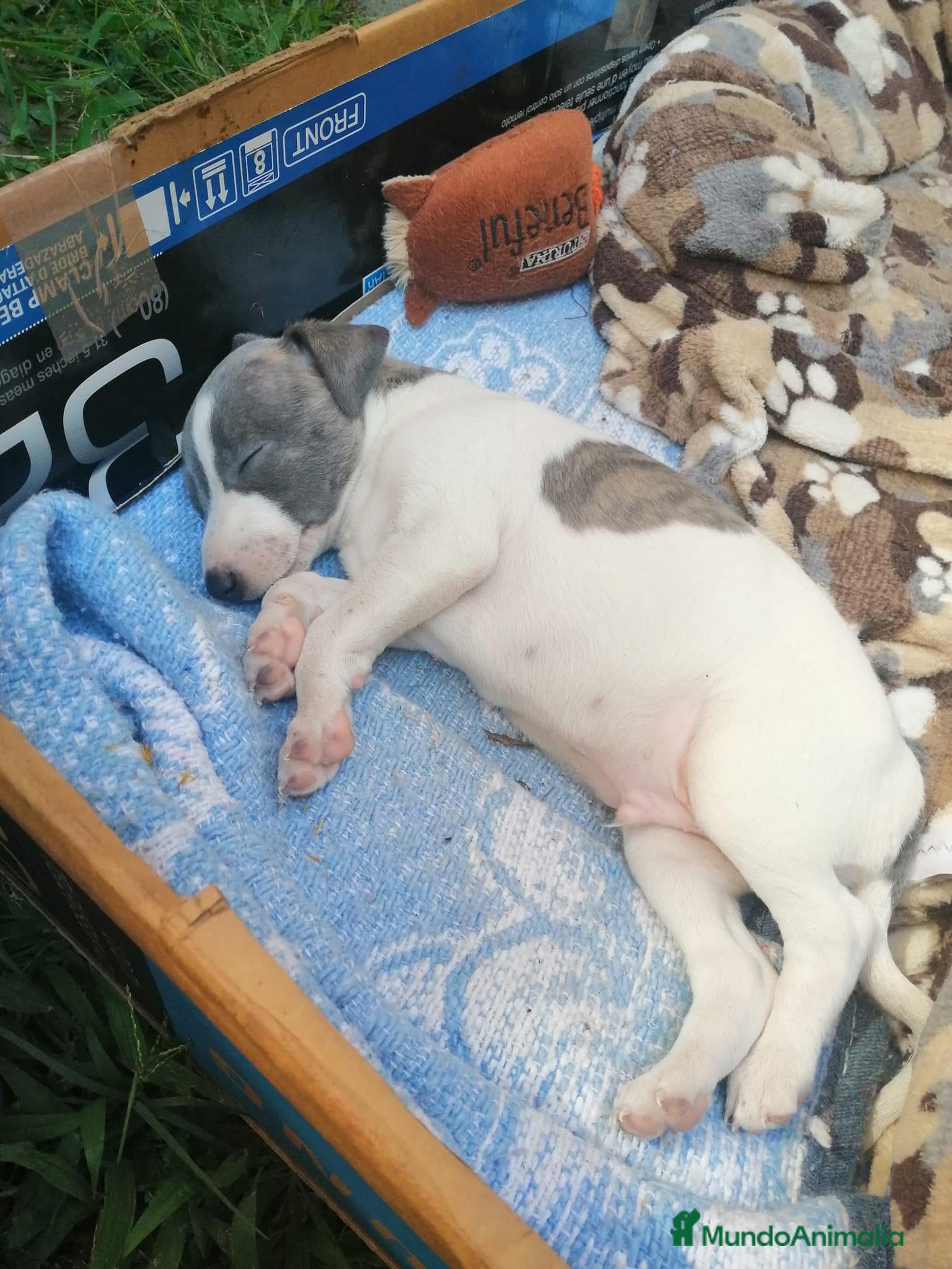 Whippet perros GALGOS ENANOS  - Anuncio 1