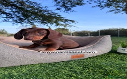 Teckel Miniatura perros en venta: TECKEL CHOCOLATE MACHO PEQUEÑO - Imagen 1