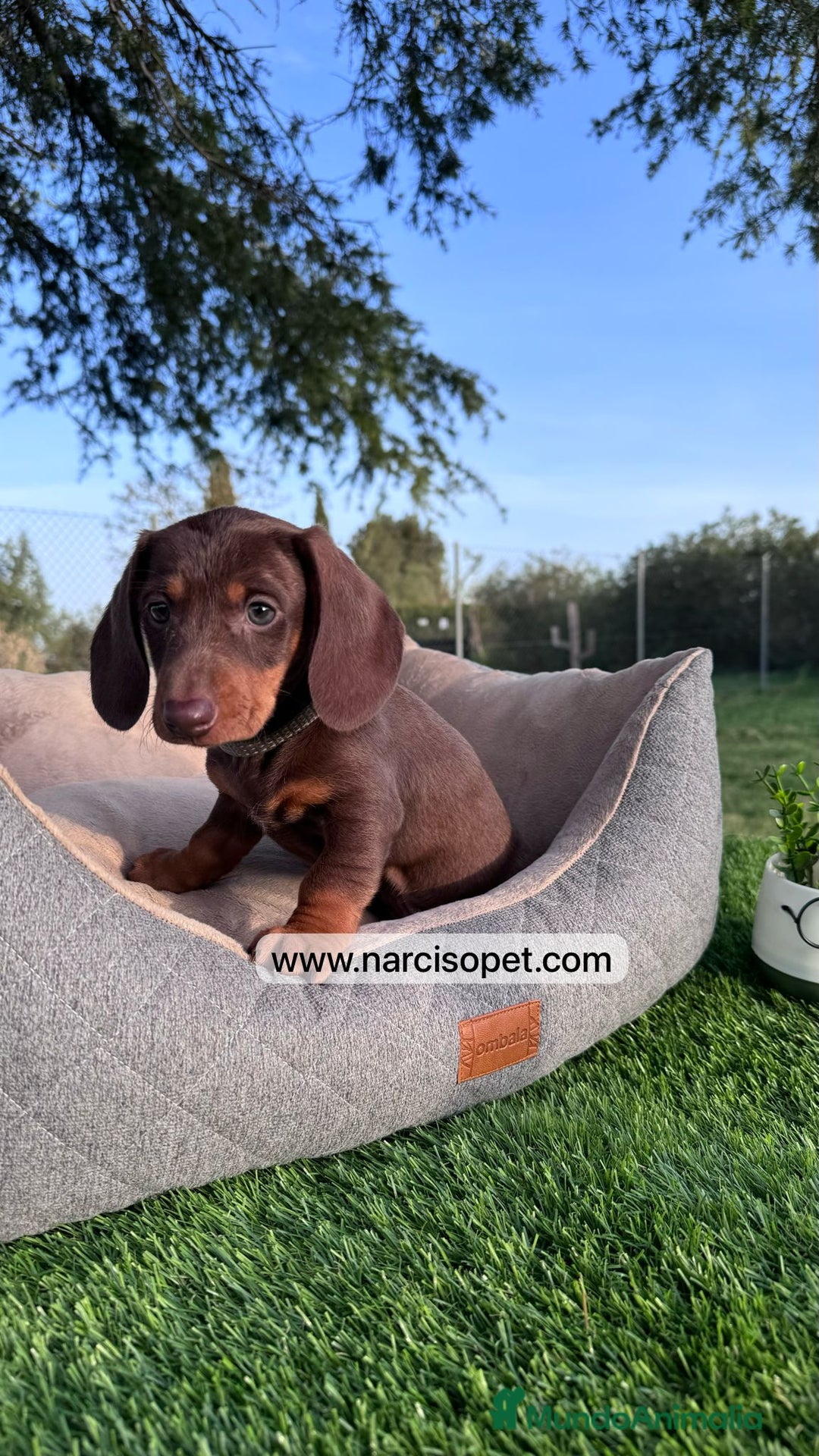 Teckel Miniatura perros en venta: TECKEL CHOCOLATE MACHO PEQUEÑO - Imagen 1