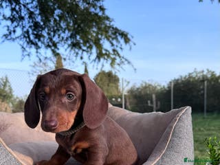 Teckel Miniatura perros TECKEL CHOCOLATE MACHO PEQUEÑO - Anuncio 9