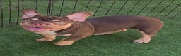 Bulldog Francés perros en venta: Bulldog francés  - Anuncio 4