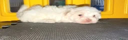 Bichón Maltés perros en venta: Bichón maltés Hembra  - Anuncio 5