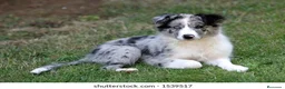 Border Collie perros en venta: BORDER COLLIE CACHORROS DESDE 350€ !! - Anuncio 2