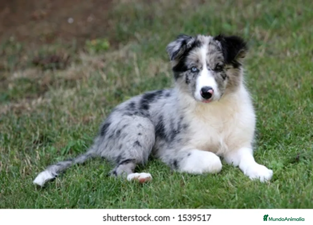Border Collie perros en venta: BORDER COLLIE CACHORROS DESDE 350€ !! - Anuncio 2