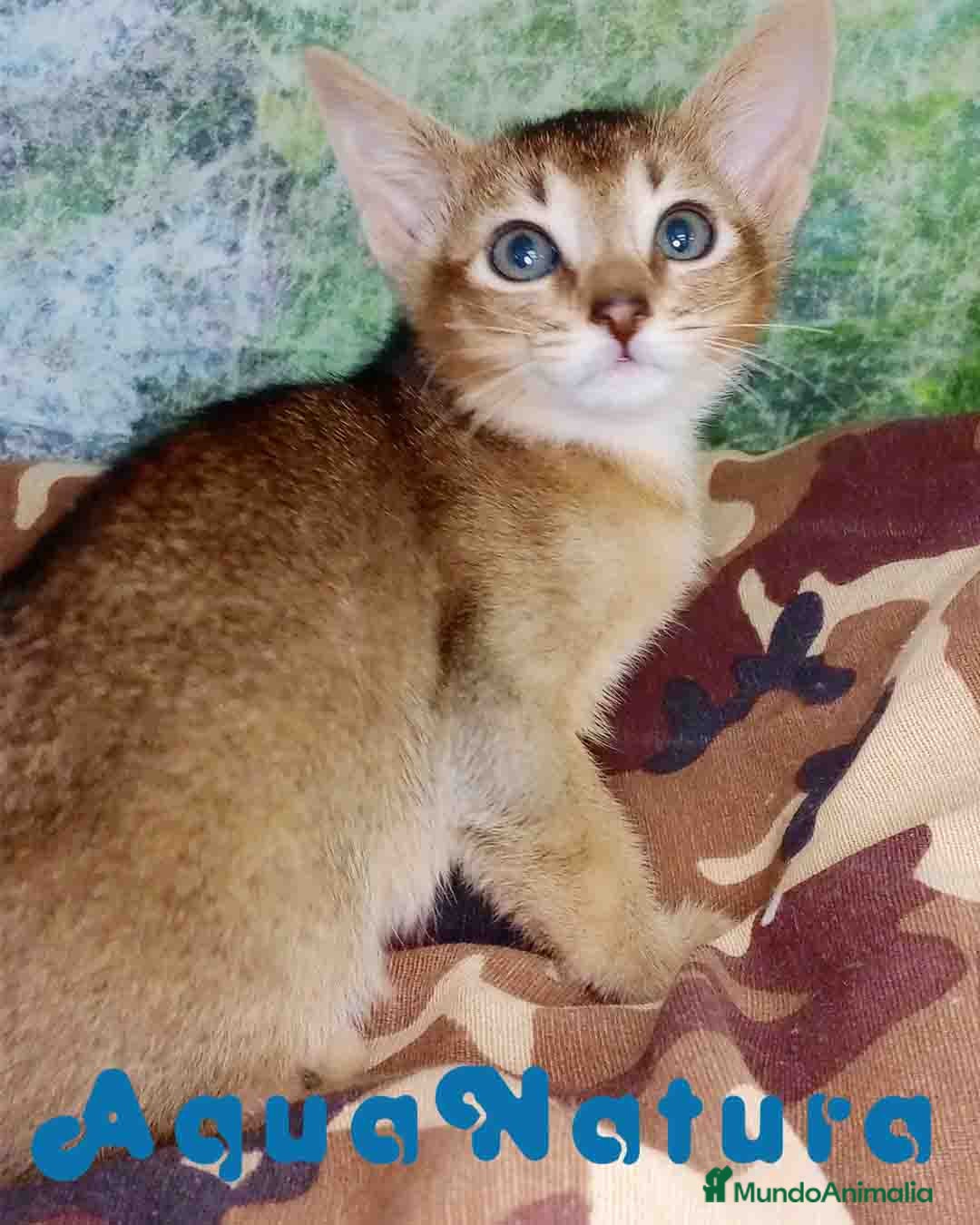 Abisinio gatos Abisinio Macho de Santa 4179 - AQUANATURA en Barcelona - Anuncio 22