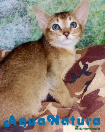 Abisinio gatos en Barcelona - Anuncio 11