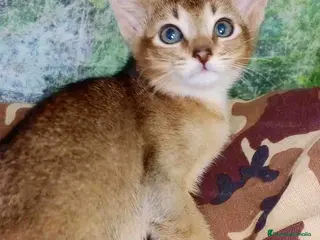 Abisinio gatos Abisinio Macho de Santa 4179 - AQUANATURA en Barcelona - Anuncio 34