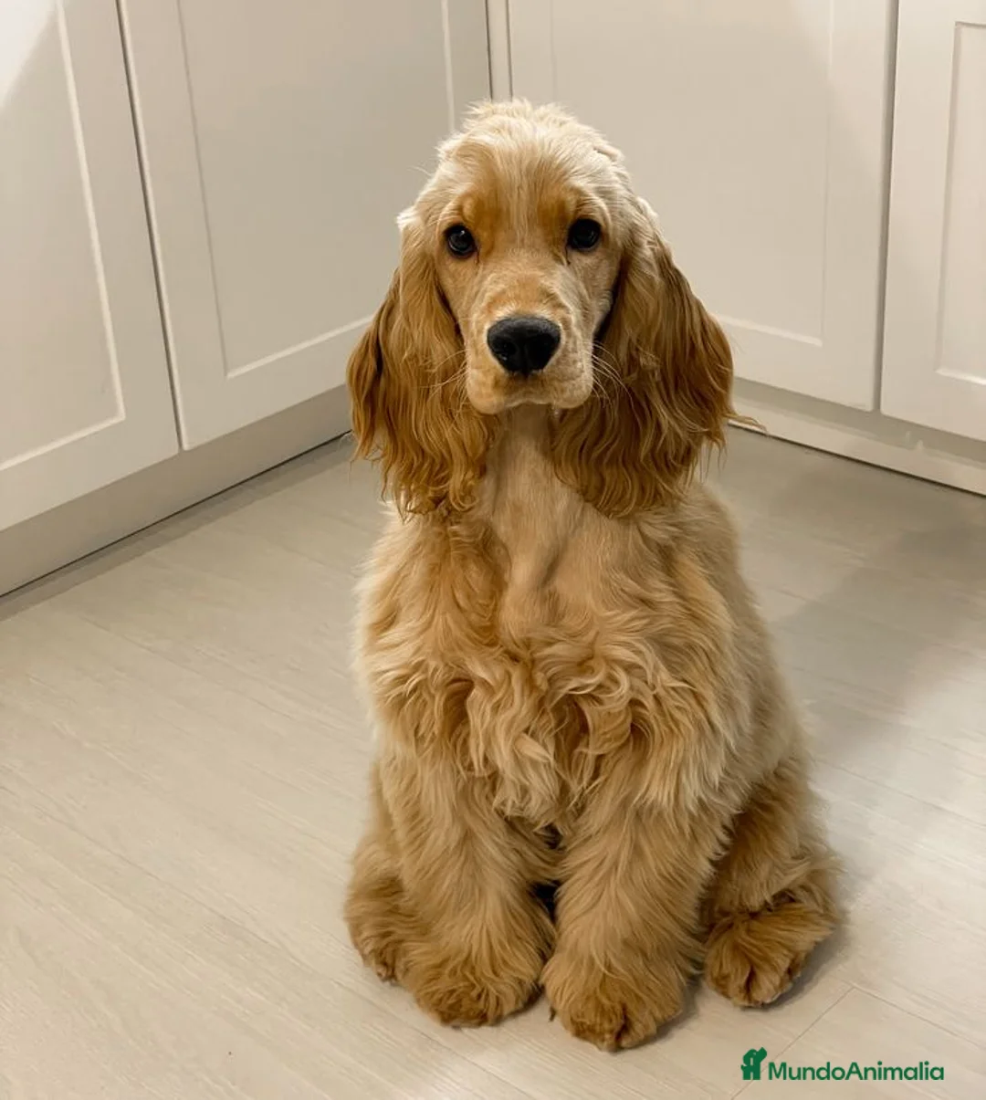 Cocker Spaniel Inglés perros en venta: Cocker spaniel ingles Macho disponible  - Anuncio 1