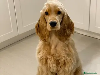 Cocker Spaniel Inglés perros Cocker spaniel ingles Macho disponible - Anuncio 2