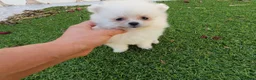 Pomerania perros en venta: Pomerania Toy Top  - Anuncio 8