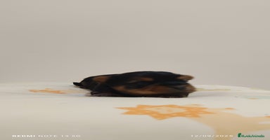 Yorkshire Terrier perros - Anuncio 12