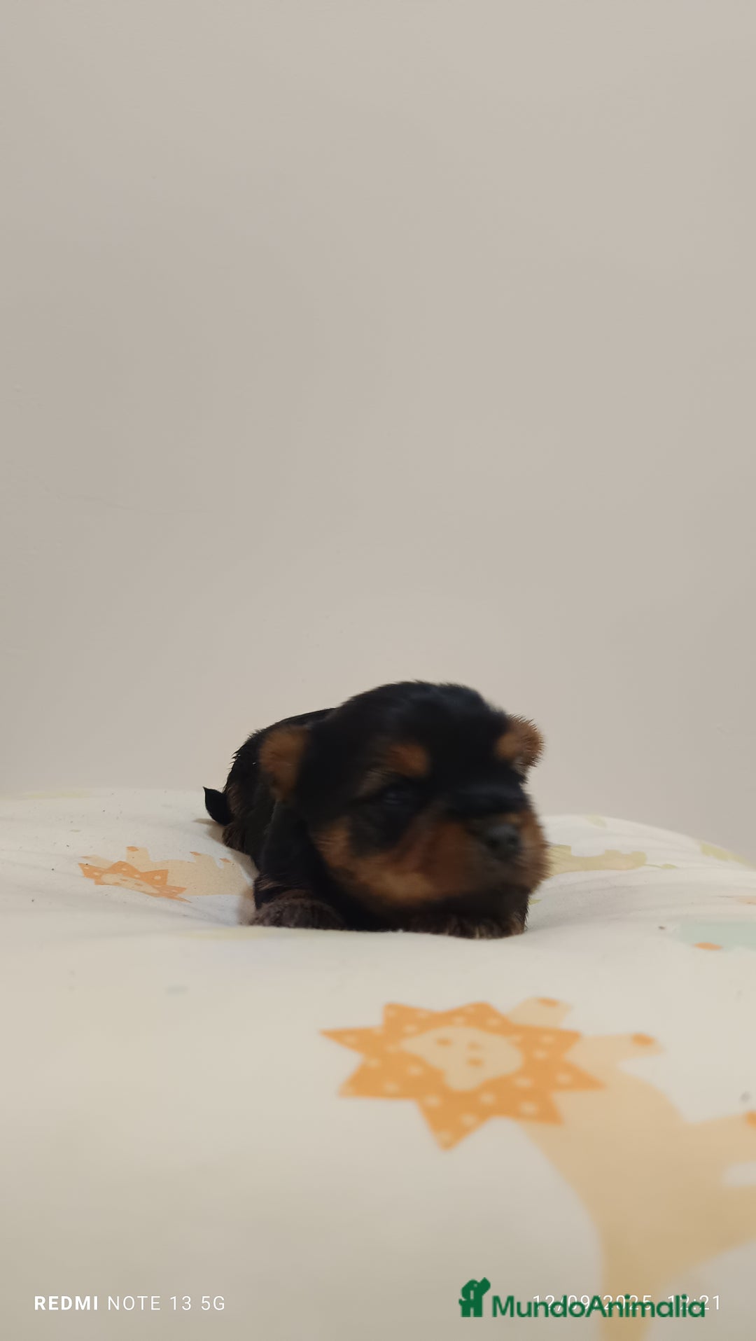 Yorkshire Terrier perros en venta: Cachorros de yorkshire  - Imagen 3