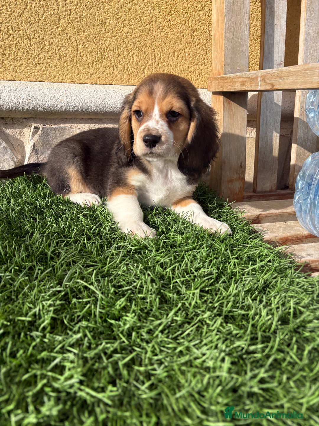 Beagle perros en venta: Espectacular cachorro de Beagle - Anuncio 5