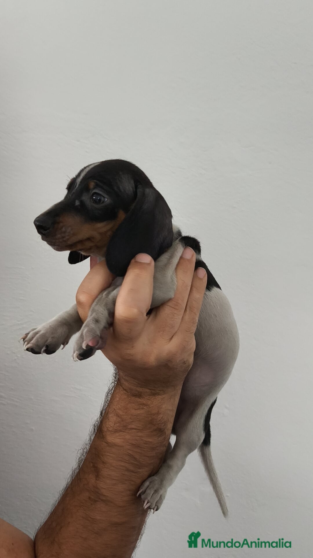 Teckel Miniatura perros en venta: Teckel mini pielbad y exóticos  - Imagen 3