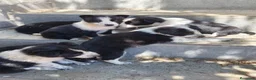 Border Collie perros en venta: Border collie  - Anuncio 3