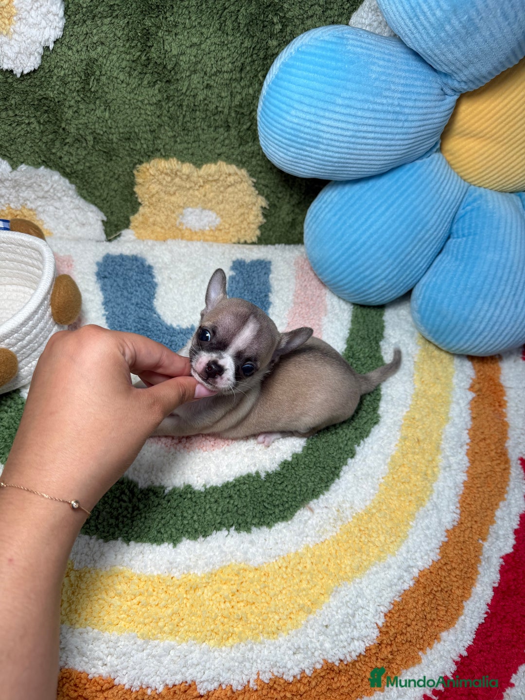 Chihuahua perros en venta: Chihuahua Macho  - Imagen 2