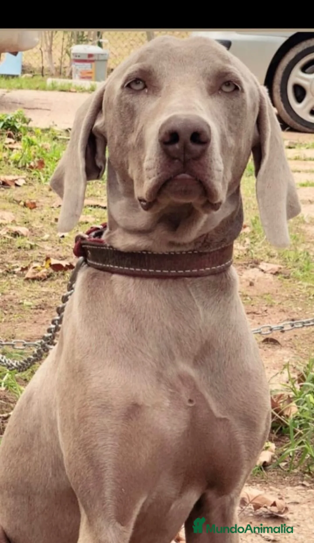 Weimaraner perros en venta: 🐾✨ BRACOS DE WEIMAR EN RESERVA ✨🐾 en Barcelona - Anuncio 2