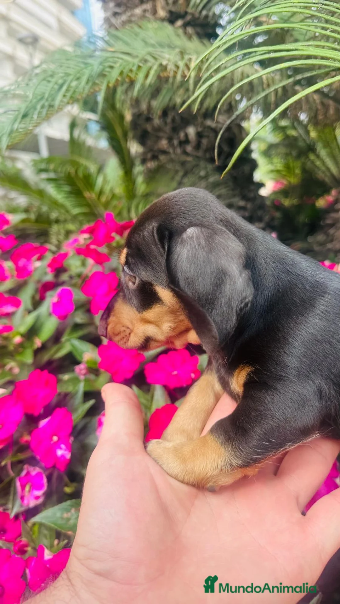 Teckel perros en venta: Teckel kanichen  - Anuncio 2