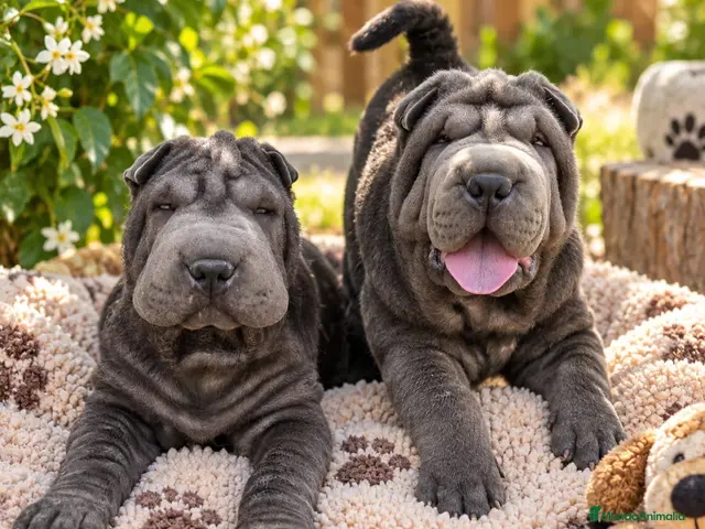 Shar Pei perros Shar pei BLUE bebés - Anuncio 1