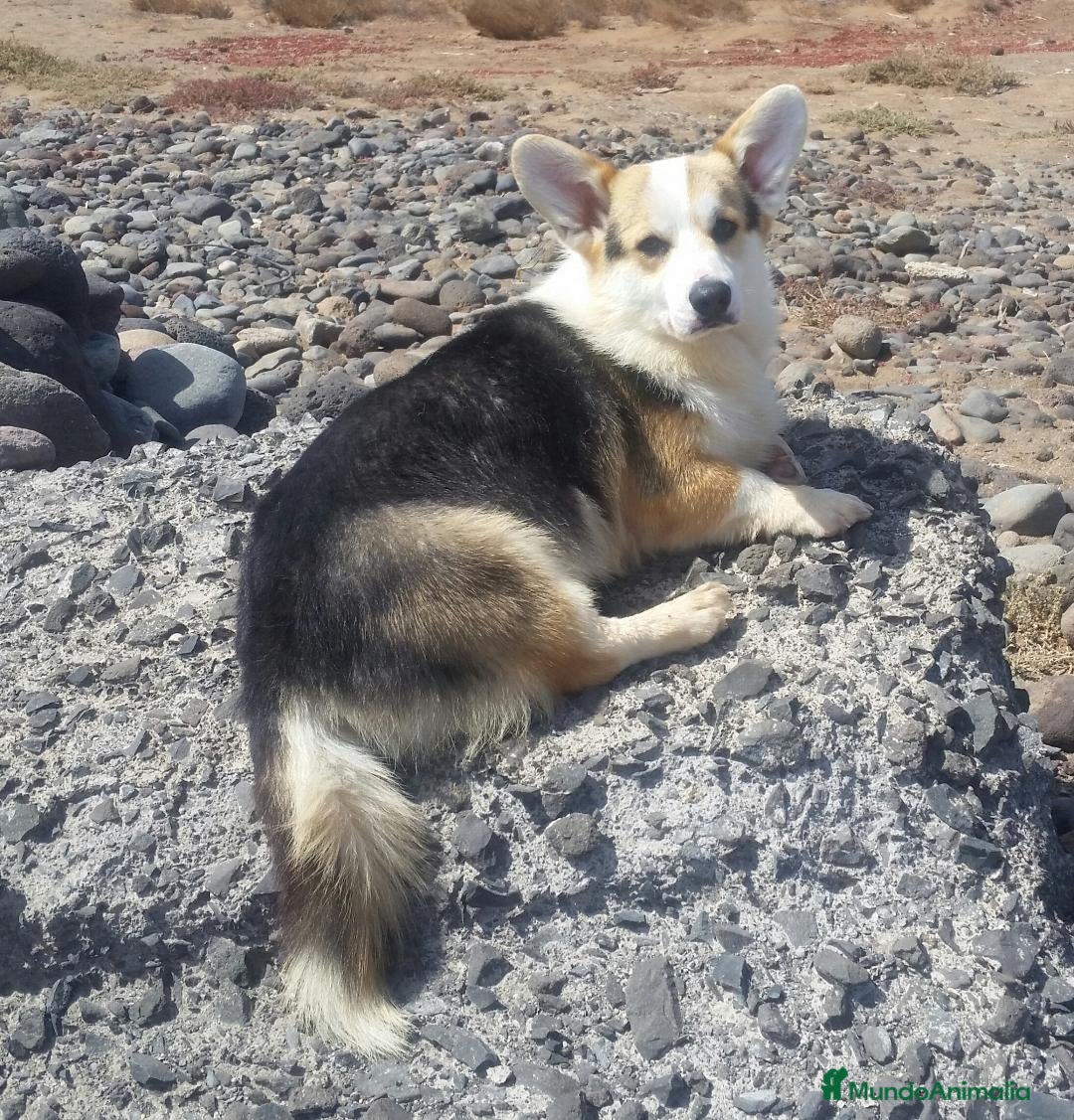 Welsh Corgi Pembroke perros Welsh Corgi Pembroke - Anuncio 1