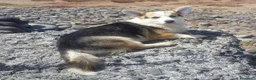 Welsh Corgi Pembroke perros en venta: Welsh Corgi Pembroke en Las Palmas - Anuncio 1