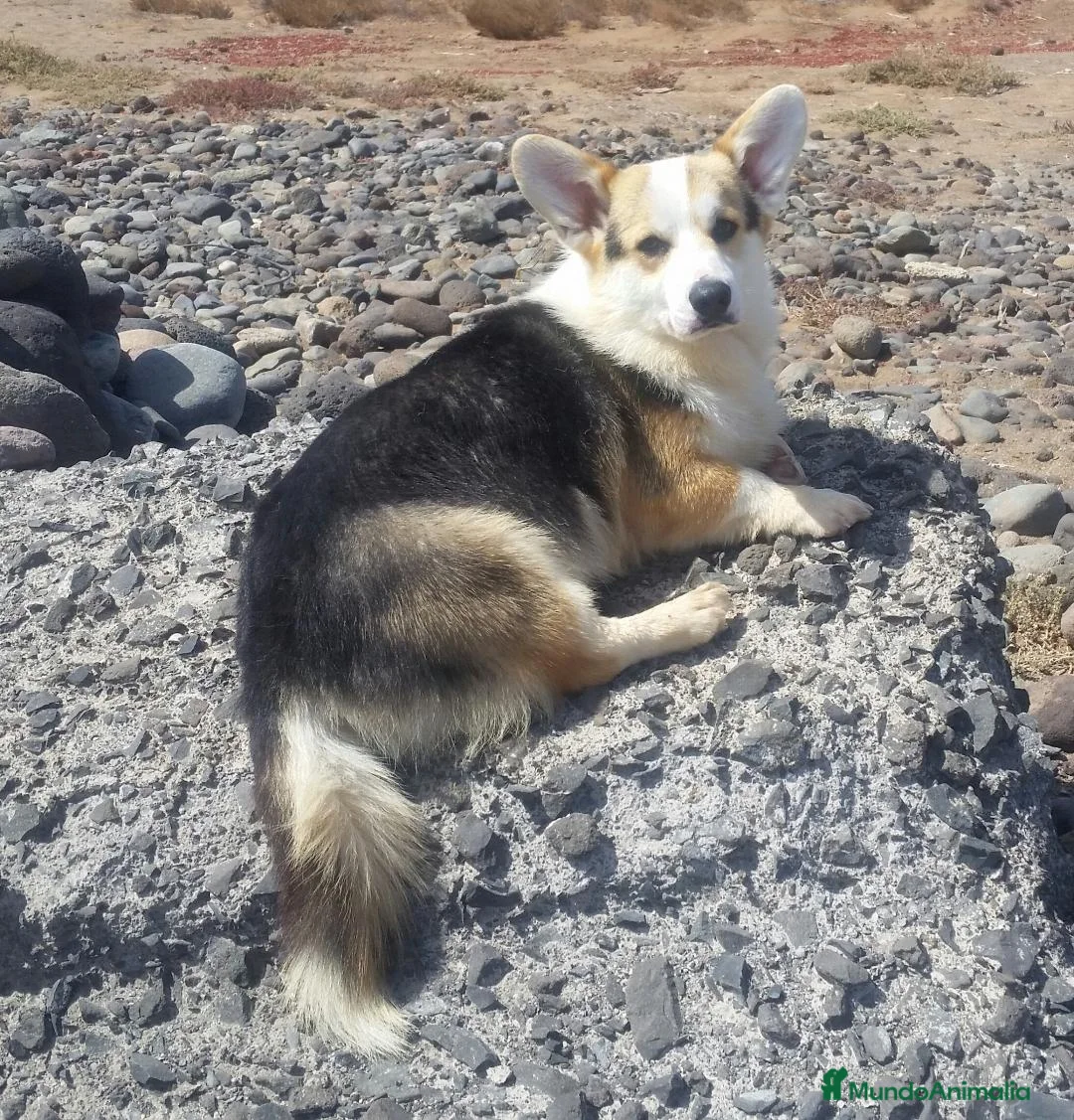 Welsh Corgi Pembroke perros en venta: Welsh Corgi Pembroke en Las Palmas - Anuncio 1