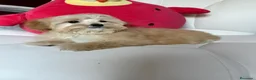 Maltipoo perros en venta: Maltipoo - Anuncio 4