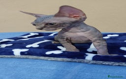 Sphynx gatos en venta: machito tabby  - Imagen 10