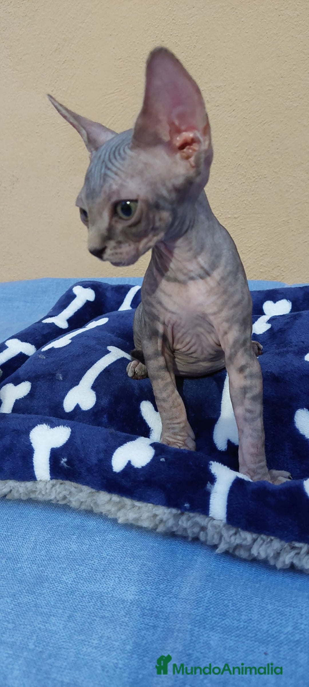 Sphynx gatos en venta: machito tabby  - Imagen 10