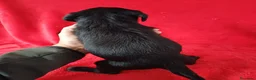 Labrador Retriever perros en venta: Labrador Retriever Negro  - Anuncio 3