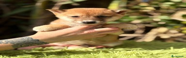 Shiba Inu Cachorro 2