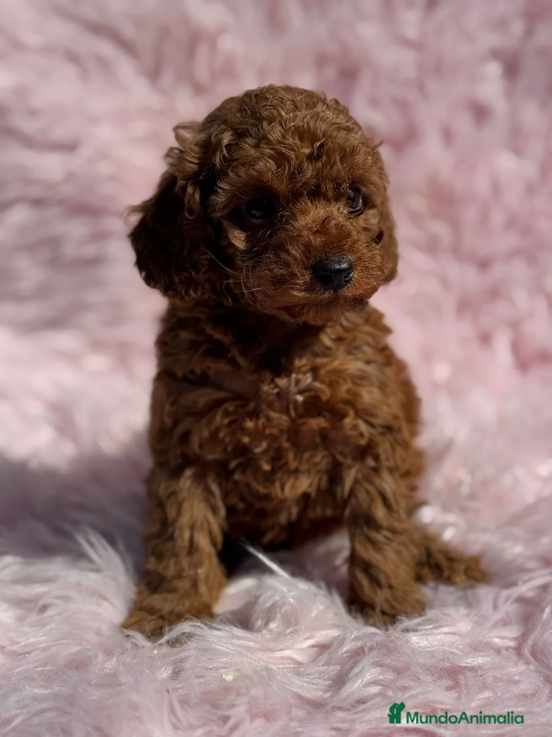 Caniche Toy perros en venta: Caniche - Anuncio 3