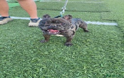 Bulldog Francés perros en venta: Último bulldog francés!! - Anuncio 4