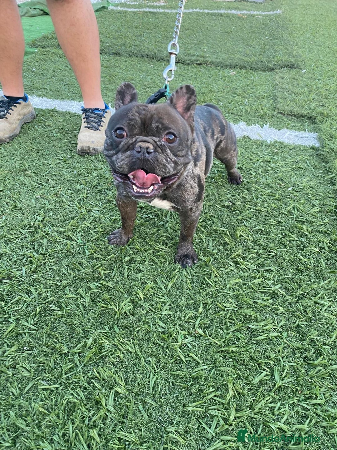 Bulldog Francés perros en venta: Último bulldog francés!! - Anuncio 4