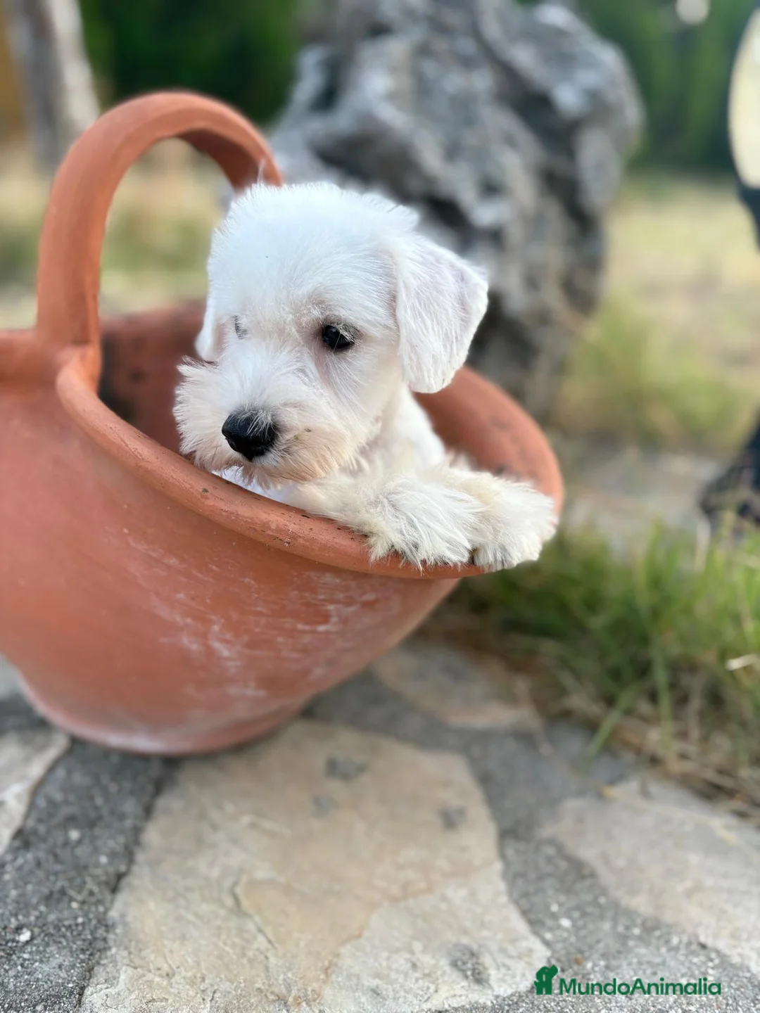 Schnauzer Miniatura perros en venta: Schnauzer blanco macho!!! - Anuncio 3