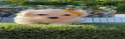 Bichón Maltés perros en venta:  BICHÓN MALTÉS –  COMPAÑERO DE MIRADA DULCE  - Anuncio 10