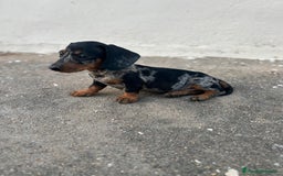 Teckel Miniatura perros en venta: TECKEL MINIATURA ARLEQUIN PLATA  - Imagen 1