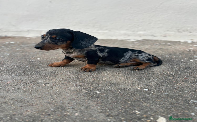 Teckel Miniatura perros - Anuncio 3