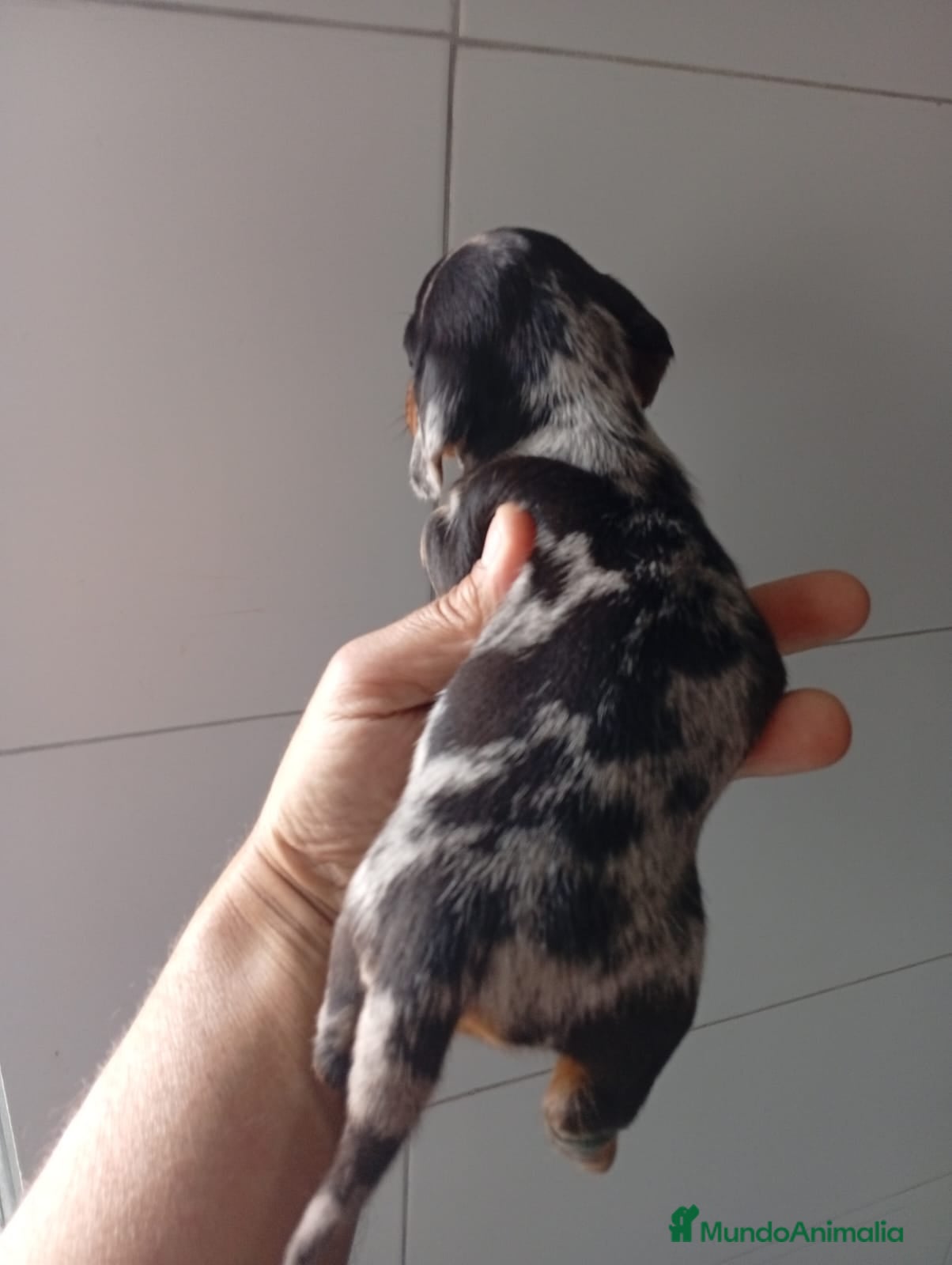 Teckel perros Hembra de teckel kanichen arlekin plata  - Anuncio 2