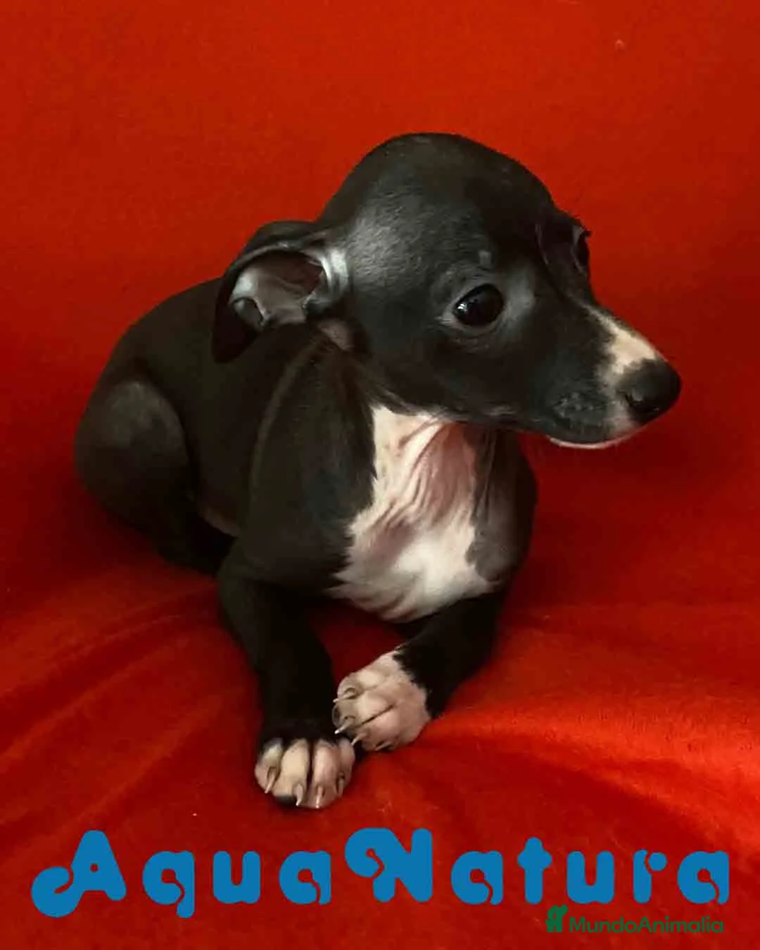 Pequeño Lebrel Italiano perros en venta: Lebrel Italiano Hembra 6224 de BN- AQUANATURA en Barcelona - Anuncio 10