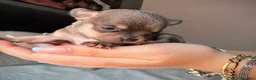 Chihuahua perros en venta: Chihuahua precio real - Anuncio 8