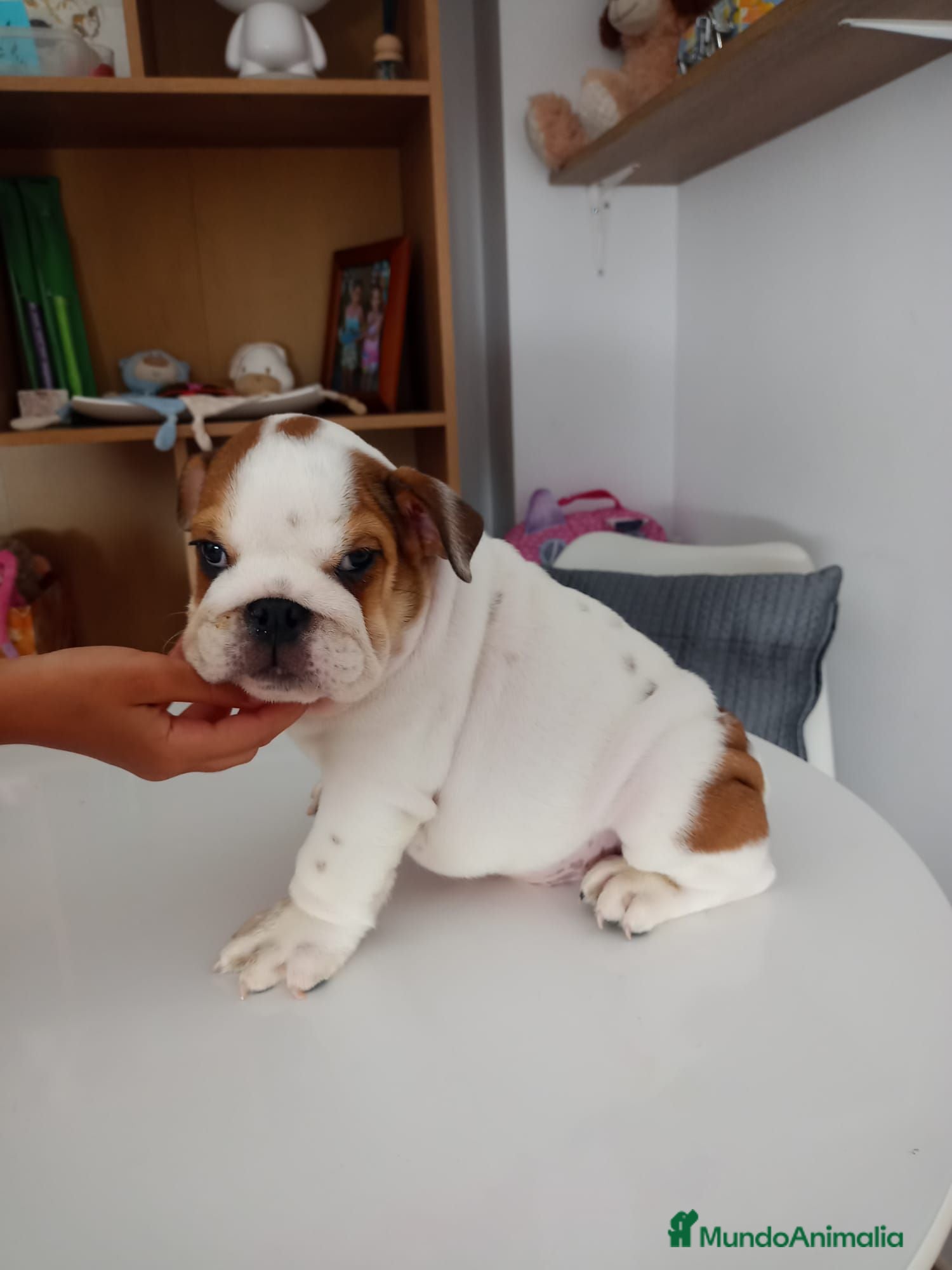 Bulldog Inglés perros Cachorro de Bulldog Inglés  - Anuncio 1